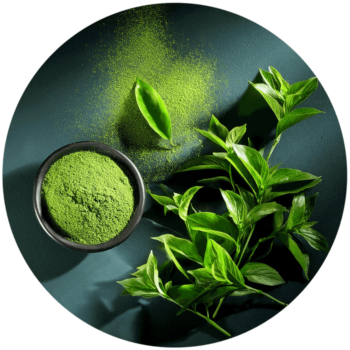 Extracto de té verde